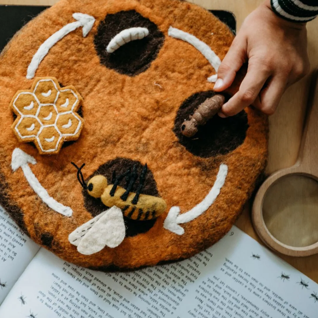 Tara Treasures Early Learning|4 Years < Felt Lifecycle of a Honey Bee
