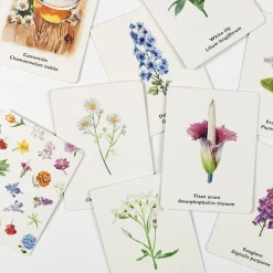 LK Publishing Games|4 Years < Pick a Flower Memory Card Game